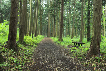 檜の並木と小道