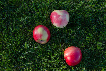 Harvesting. Ripe apples on a green grass.