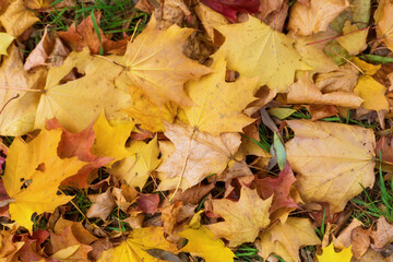 Yellow and orange autumn leaves in fall park.