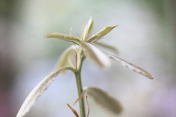 コナラの新芽