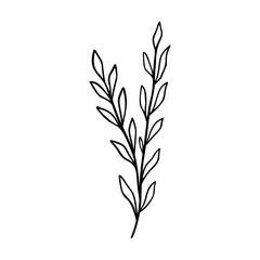 Wildflower outline hand drawn element. Herbs doodle botanical icon. Herbal and meadow plant, grass.