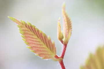 ケヤキの新芽