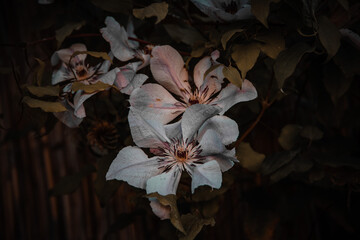 Fototapeta na wymiar autumn flower on a brown background in the garden