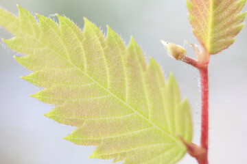 ケヤキの新芽