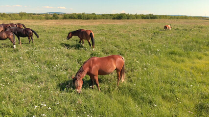 Naklejka na ściany i meble Horses and cow stand on green meadow and graze grass on the farmland,