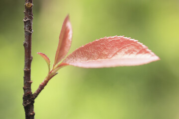 サザンカの新芽