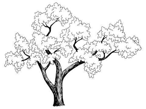Sakura tree cherry graphic black white isolated sketch illustration vector