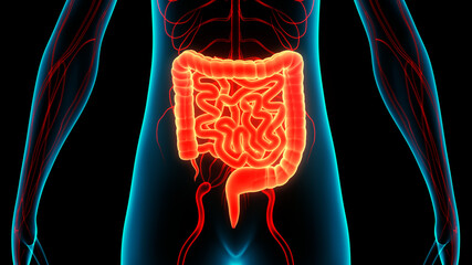 Human Digestive System Large and Small Intestine Anatomy