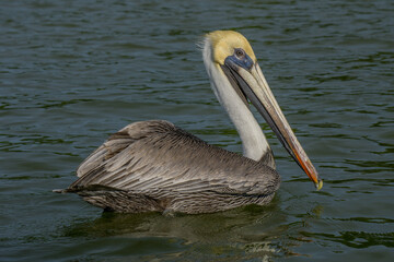 Pelican in Rio Lagartos Natural park