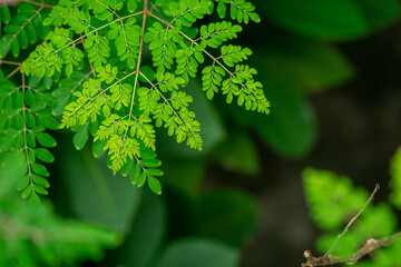 Moringa leaves background