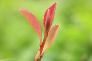 サザンカの新芽