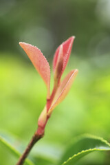 サザンカの新芽