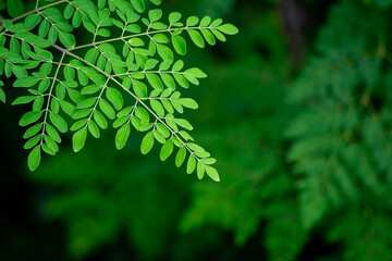 Fresh moringa tree leaves background