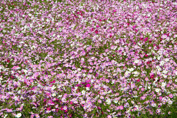 Beautiful cosmos flowers in the garden

