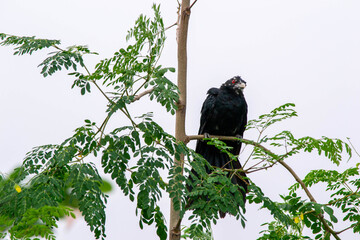 Crow with red eye on tree branch in rainy season