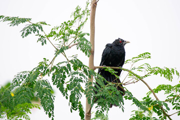 Crow with red eye on tree branch in rainy season