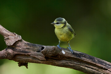 Eurasian blue tit in danube forest in summer season, Slovakia, Europe