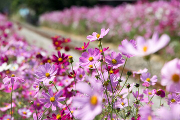 Fototapeta premium Beautiful cosmos flowers in the garden 