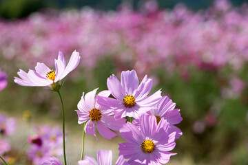 Beautiful cosmos flowers in the garden
