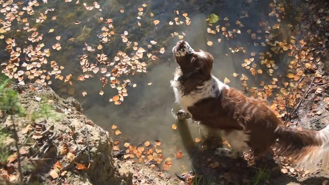 The dog cannot swim and is afraid to go deep into the water. A magnificent hunting dog spaniel is playing in the water of a forest lake. Autumn, foliage floats, sunny warm day.