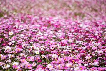 Beautiful cosmos flowers in the garden

