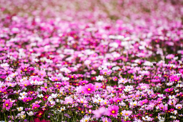 Obraz premium Beautiful cosmos flowers in the garden 