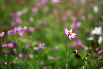 Beautiful cosmos flowers in the garden
