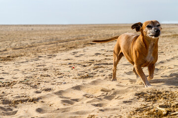 Bonito, tranquilo y alegre perro en la arena de la playa