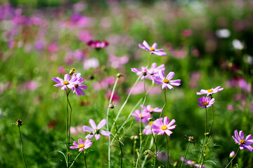 Beautiful cosmos flowers in the garden
