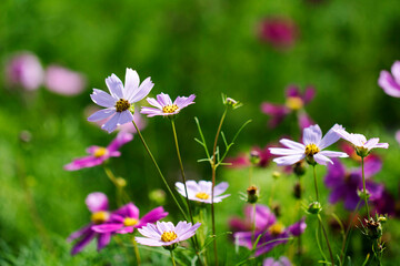 Fototapeta premium Beautiful cosmos flowers in the garden 