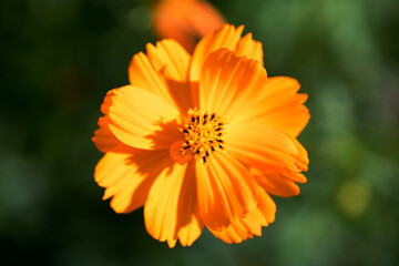 Beautiful cosmos flowers in the garden
