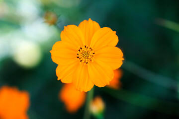 Beautiful cosmos flowers in the garden
