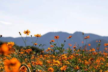 Beautiful cosmos flowers in the garden
