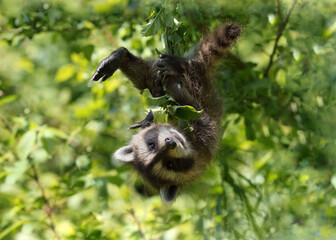 raccoon in a tree during summer