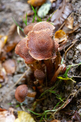 brown mushroom in the forest