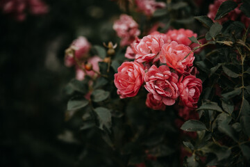  rose in the garden against the background of green leaves