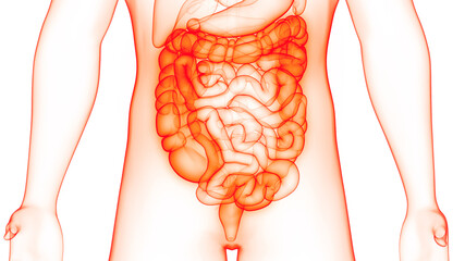 Human Digestive System Large Intestine Anatomy