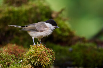 Eurasian willow tit in natural environment, Danube forest, Slovakia, Europe