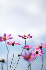 Obraz premium Beautiful cosmos flowers in the garden 