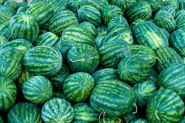 A lot of large ripe green striped watermelons