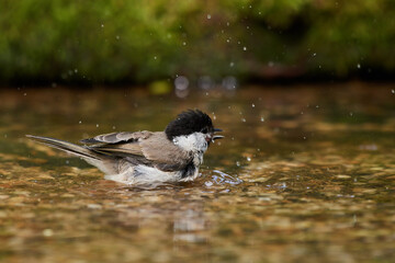 Eurasian willow tit in natural environment, Danube forest, Slovakia, Europe