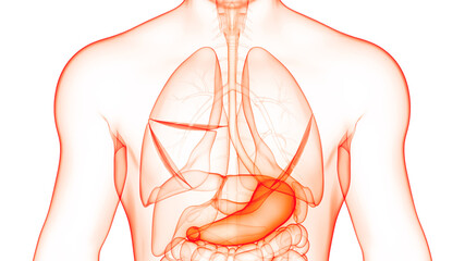 Human Digestive System Stomach Anatomy