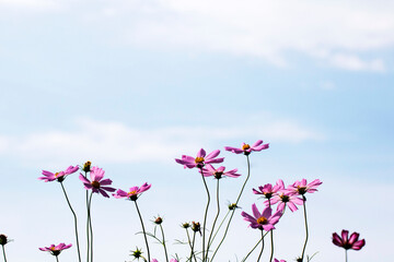 Obraz premium Beautiful cosmos flowers in the garden 