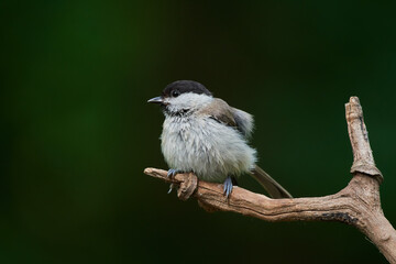 Eurasian willow tit in natural environment, Danube forest, Slovakia, Europe