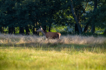 Piękna samica łania jelenia Cervus elaphus pozuje do zdjęcia na zielonej łące o poranku, ostoja zwierzyny © PeterG