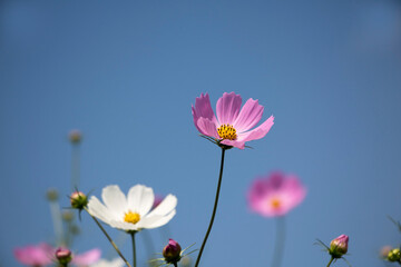 Beautiful cosmos flowers in the garden
