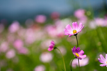 Beautiful cosmos flowers in the garden
