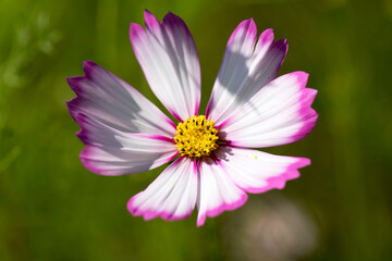 Obraz premium Beautiful cosmos flowers in the garden 