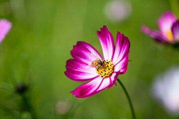 Fototapeta premium Beautiful cosmos flowers in the garden 