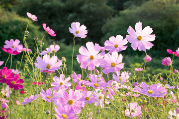 Beautiful cosmos flowers in the garden
